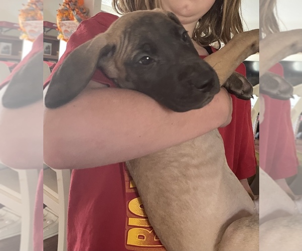 Medium Photo #7 Great Dane Puppy For Sale in JOHNSTOWN, OH, USA