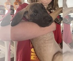 Small Photo #7 Great Dane Puppy For Sale in JOHNSTOWN, OH, USA