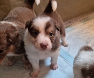 Medium Border-Aussie