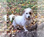 Small Photo #1 Lhasa Apso-Unknown Mix Puppy For Sale in Missouri City, TX, USA