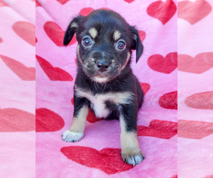 Chihuahua-Unknown Mix Dogs for adoption in Corona, CA, USA