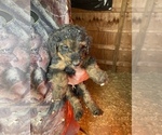 Puppy 9 Airedale Terrier