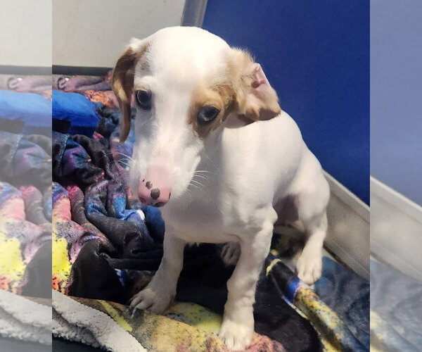 Medium Photo #1 Dachshund Puppy For Sale in Oakland Park, FL, USA