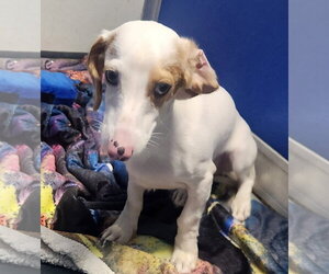 Dachshund Dogs for adoption in Oakland Park, FL, USA