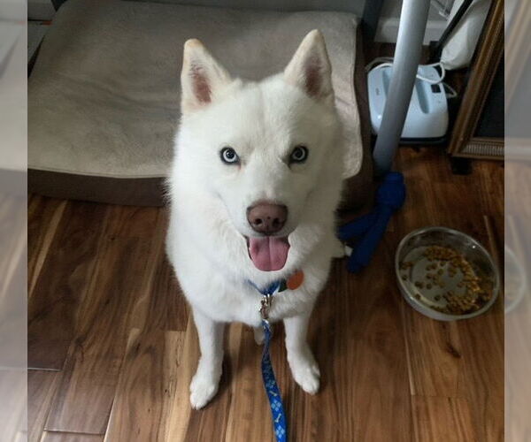Medium Photo #8 Siberian Husky-Unknown Mix Puppy For Sale in Carrollton, TX, USA