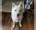 Small #7 Siberian Husky Mix