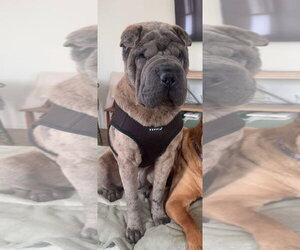 Mutt Dogs for adoption in St. Louis Park, MN, USA