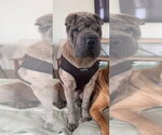 Small Mutt