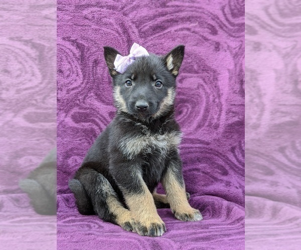 Medium Photo #4 German Shepherd Dog Puppy For Sale in NEW PROVIDENCE, PA, USA