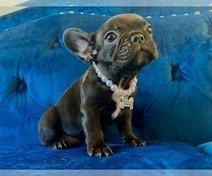 French Bulldog Puppy for sale in SAN ANTONIO, TX, USA