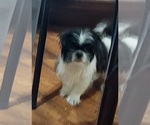 Small Photo #2 Shih Tzu Puppy For Sale in THE WOODLANDS, TX, USA