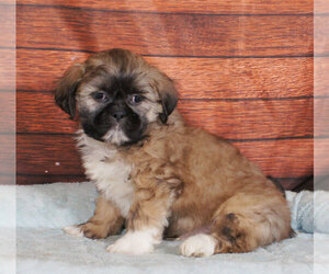 Shih Tzu Puppy for sale in PENNS CREEK, PA, USA