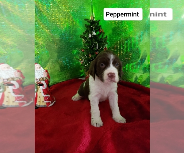 Medium Photo #1 English Springer Spaniel Puppy For Sale in NEWVILLE, PA, USA