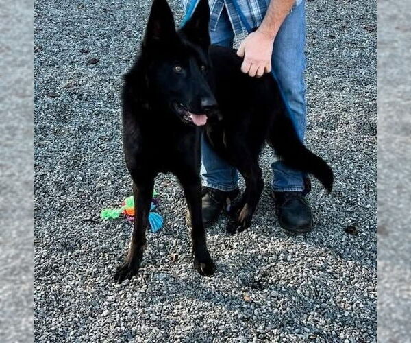 Medium Photo #2 German Shepherd Dog-Unknown Mix Puppy For Sale in Mooresville, NC, USA