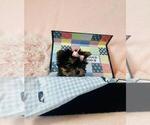 Small #28 Yorkshire Terrier