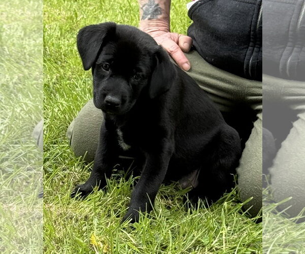 Medium Photo #9 Labrador Retriever-Unknown Mix Puppy For Sale in Stevens Point, WI, USA