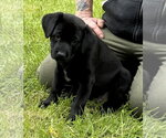 Small #8 Labrador Retriever Mix