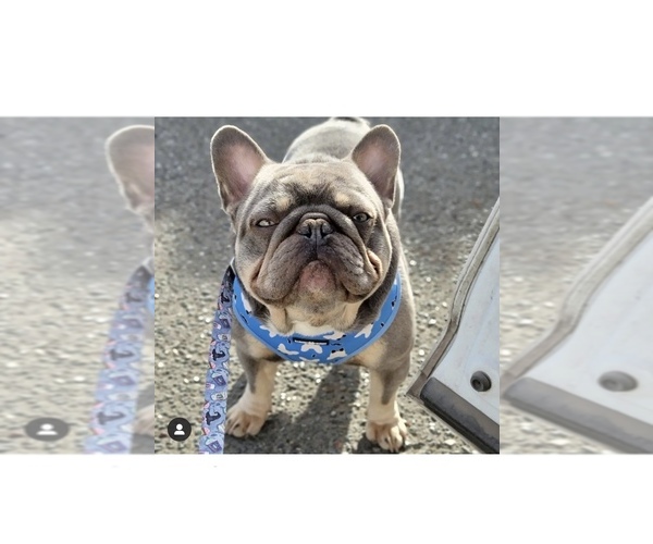 Medium Photo #1 French Bulldog Puppy For Sale in SANTA ROSA, CA, USA