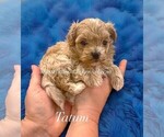 Small Maltipoo (Miniature)
