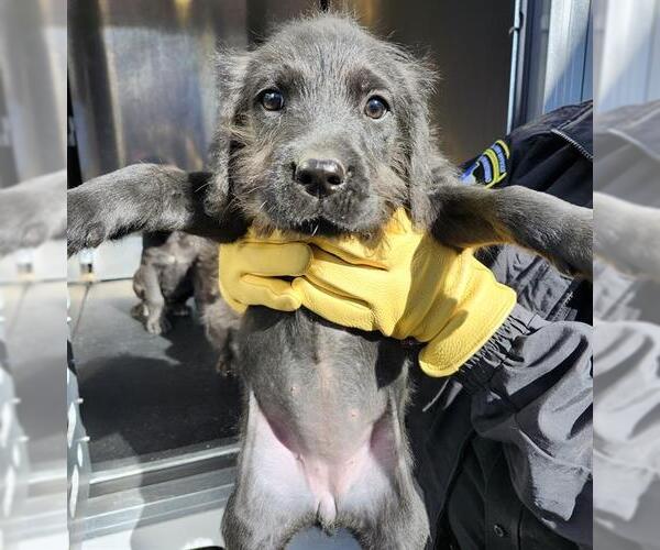 Medium Photo #1 German Wirehaired Pointer-Unknown Mix Puppy For Sale in San Antonio, TX, USA