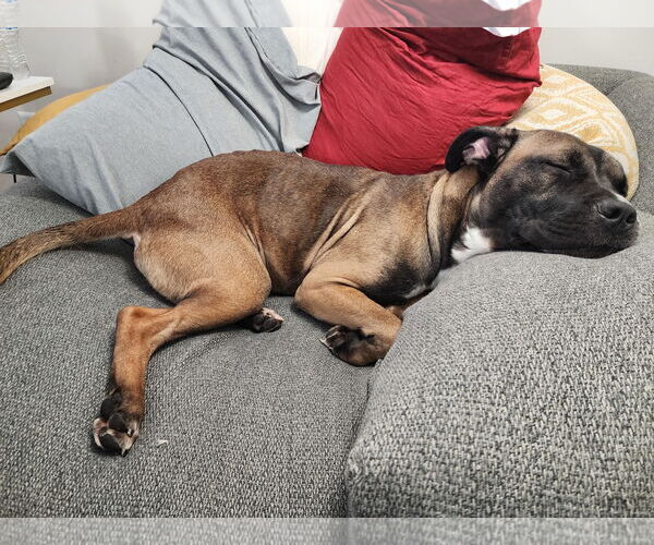 Medium Photo #10 Boxer-Unknown Mix Puppy For Sale in Holly Springs, NC, USA