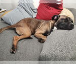 Small #9 Boxer Mix