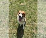 Small #11 Australian Shepherd-Saint Bernard Mix