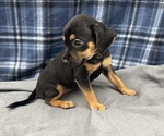 Small Photo #6 Beagle-Chihuahua Mix Puppy For Sale in SAINT AUGUSTINE, FL, USA