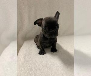 French Bulldog Puppy for sale in CHARLESTON, SC, USA