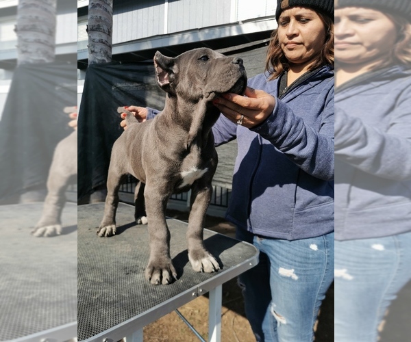Medium Photo #3 Cane Corso Puppy For Sale in POPLAR, CA, USA