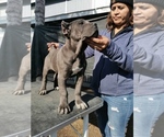 Small Photo #3 Cane Corso Puppy For Sale in POPLAR, CA, USA