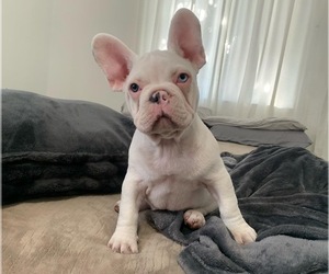 French Bulldog Puppy for sale in LONG BEACH, CA, USA