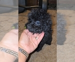 Small #1 Poodle (Toy)