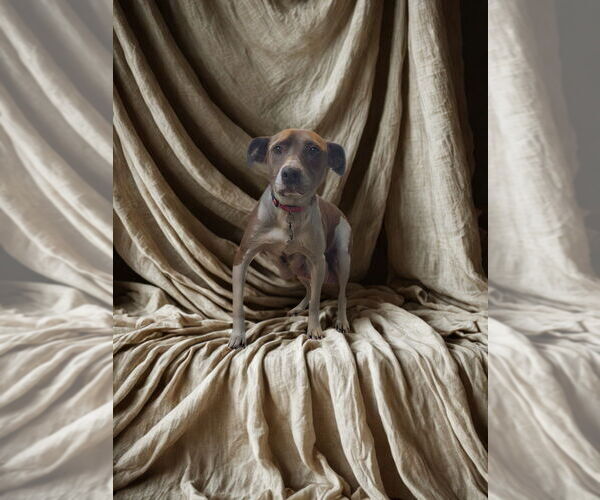 Medium Photo #2 Mutt Puppy For Sale in Pacifica, CA, USA