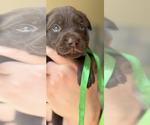 Puppy Puppy 7 Labrador Retriever