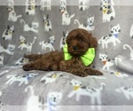 Small #4 Cavapoo