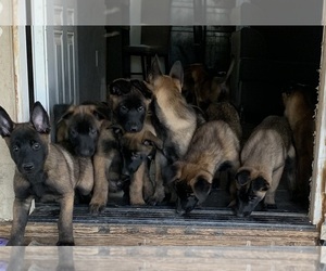 Belgian Malinois Puppy for sale in TUCSON, AZ, USA