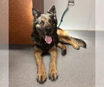 Small #1 German Shepherd Dog