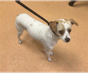 Chihuahua Dogs for adoption in Martinez, CA, USA
