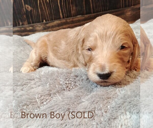 Medium Photo #9 Goldendoodle Puppy For Sale in GEORGETOWN, IN, USA