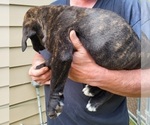 Litter of 1 - Female Cane Corso Puppy for Sale - Photo #2