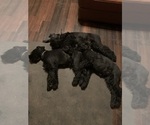 Small #45 Schnauzer (Giant)
