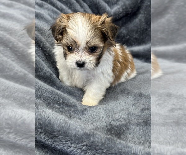Medium Photo #7 Mal-Shi Puppy For Sale in SILEX, MO, USA