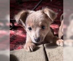 Janet (Marie) - Female Chihuahua-Unknown Mix Dog for Adoption - Photo #2