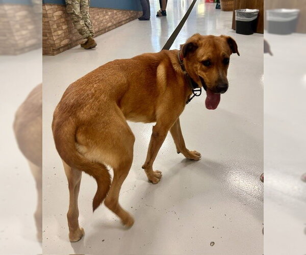 Medium Photo #1 Rhodesian Ridgeback Puppy For Sale in Temple, TX, USA