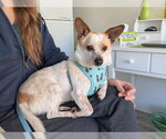 Small #5 Chihuahua Mix