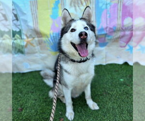 *GORDI - Male Siberian Husky Dog for Adoption - Photo #2