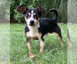 Chihuahua Dogs for adoption in Boonton, NJ, USA