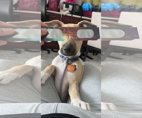Medium Photo #5 Black Mouth Cur-Labrador Retriever Mix Puppy For Sale in Rockaway, NJ, USA