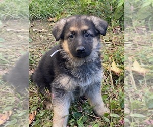 German Shepherd Dog Puppy for sale in RIVERDALE, MD, USA